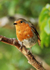 Robin