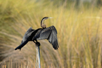 African Darter