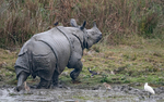 Rhino
