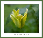 Tulipa 'Hummingbird'