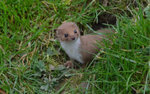 Weasel