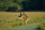 Yellow Baboon leaping water channel