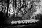 Sheep Brynberian