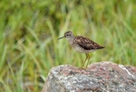 Wood Sandpiper