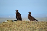 Black Vultures