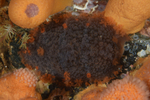 Tritonia hombergii