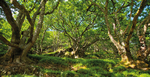 Earth Summer Elan Woods_1147