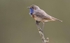 Male Bluethroat
