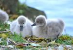 Two cute Black Swan cygnets at Dawlish