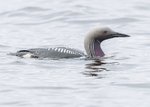 Black-throated Diver