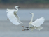 Little Egrets fighting, Farmoor Reservoir
