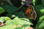Gatekeeper, SW Coast Path, Dorset