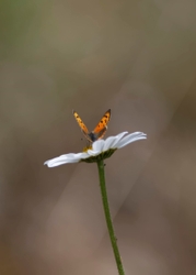 Fife_Small Copper 0006