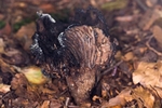 Blackening Brittlegill