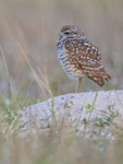 Burrowing Owl on sandy mound, Cape Coral, Florida