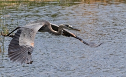 Great Blue Heron _0099