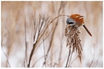 Bearded Tit Feeding on Reed