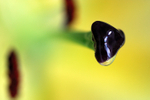Lily Abstract