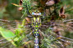 Male Southern hawker