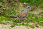Turtle Dove on the ground near the cattle pens at Otmoor RSPB