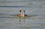 Great Crested Grebes