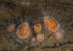 Sagartia lacerata
