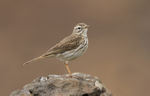 Berthelot's Pipit
