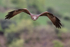 Black Kite flying front view, Catalonia, Spain