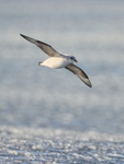 Fulmar in flight above pancake ice, Spitsbergen, Svalbard