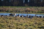 Barnacle Geese