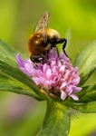Hoverfly - C.Berberina RPNP0702