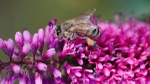 Busy Bee On A Buddleia