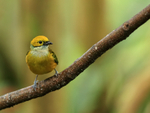 Silver-throated Tanager front view, Buena Vista, Costa Rica