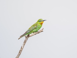 Blue-cheeked Bee-eater