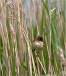 Reed Warbler#02