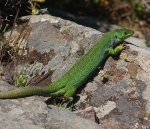 Balkan Green Lizard (Lesvos)