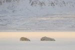 Polar Bears laying down, Svalbard, Norway
