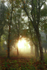 Early Autumn light   ref 9069