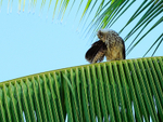Yellow-headed Caracara preening, Palmar Sur, Costa Rica