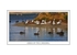 BIRDS OF THE COORONG.