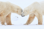 Polar Bears eye-to-eye confrontation, Churchill, Canada