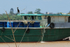 Little Cormorant, Mekong River, Vietnam