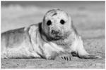 Grey Seal Pup 