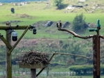 Ospreys