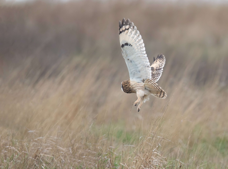 Short Eared Owl
