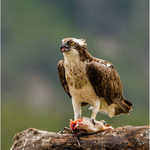 3rd Print Ospreys Breakfast Neil Thomas