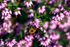 Bee on purple heather - DSC_6641_00024