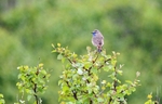 Bluethroat