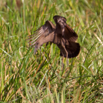 Hamerkop about to land