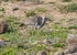 Houbara Bustard